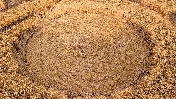2018-7-21 英國威爾特郡如12瓣紙風車的麥田圈9.jpg