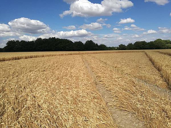 2018-7-23 英國威爾特郡的「開門」麥田圈5.jpg