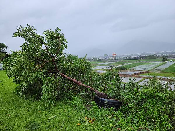 海葵颱風過境 夢園樹倒人平安