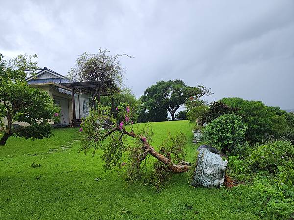 海葵颱風過境 夢園樹倒人平安