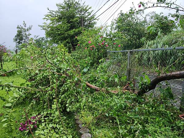 海葵颱風過境 夢園樹倒人平安