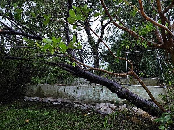 海葵颱風過境 夢園樹倒人平安