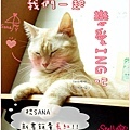 20080217_stella_生日賀圖