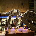 二樓正在展示"翻生侏羅館2"的恐龍(博物館驚魂夜啦)