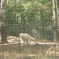 Artic Wolf.JPG