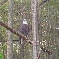 Bald Eagle.JPG
