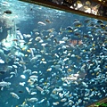 Beautiful fishes.JPG