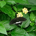 Butterfly.JPG