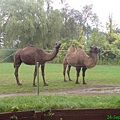Camel.JPG