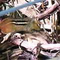 Chipmunk.jpg