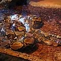 Constrictor.jpg