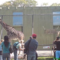 Giraffe.JPG