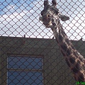 Giraff特寫e.JPG