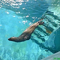 graceful seal.JPG