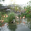 Ibis.JPG
