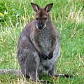 Kangaroo.jpg