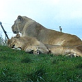 Lions.jpg
