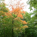 Maple leaf.JPG