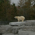 Polar bear.JPG