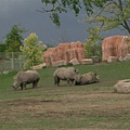 rhino.JPG