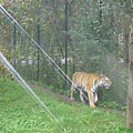 Tiger.JPG