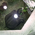 Turtle.JPG