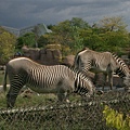 Zebra.JPG