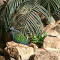不隻名的鳥.JPG