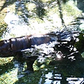 喜歡泡水的Hipo.jpg