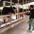 老公餵兇兇大牛.JPG
