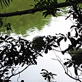 士林官邸內的生態池之巴西烏龜.JPG