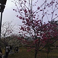 小半天紅白櫻花.JPG