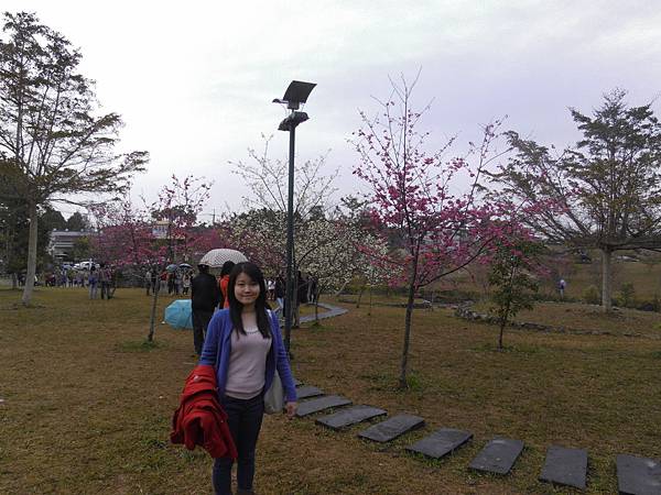 石馬公園賞櫻淋雨中.JPG