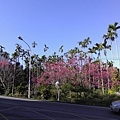 會館外櫻花.JPG