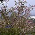 櫻花樹盛開2.JPG