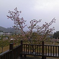 櫻花樹盛開3.JPG