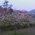 櫻花樹盛開5.JPG