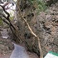 鵝鑾鼻公園虬榕.JPG