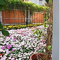 花之隧道 3.JPG