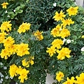 小花朵朵開.jpg