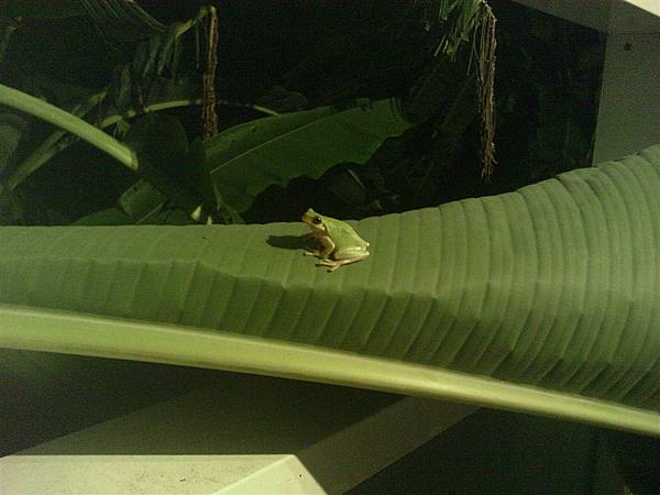 可愛小青蛙在我家後院香蕉樹上 1.jpg