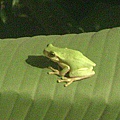 可愛小青蛙在我家後院香蕉樹上 2.jpg