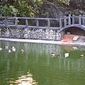 成群結隊.JPG