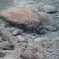 可惜魚網洞太大.JPG