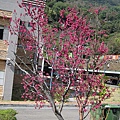 桃花.JPG