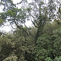 巨樹參天.JPG