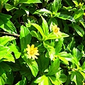 小菊花.JPG