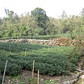 剛剛看到的茶園.JPG