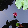 蓮花.JPG