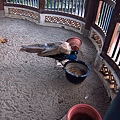 傳說中的鳳凰.JPG